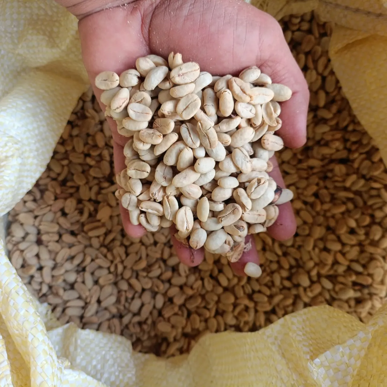 Cafe pergamino general x 1kg